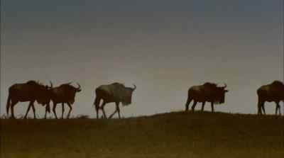 Drawn by lightning distant thunder
or the smell of rain - Africa: The Serengeti