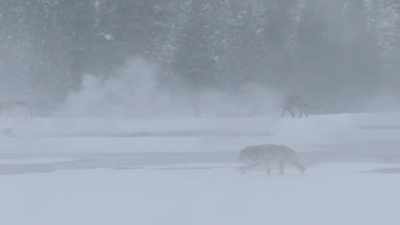 Drawn here by the growing
numbers of bison - Epic Yellowstone