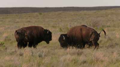 Dried buffalo droppings
made fuel for fires, - The American Buffalo