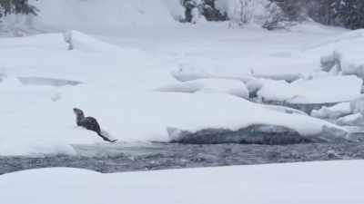 Drifts swallow distress calls. - Epic Yellowstone