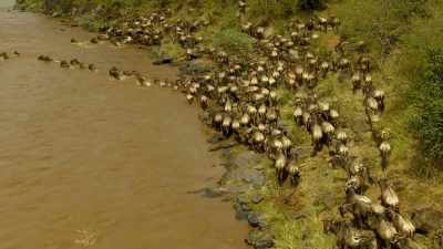 ..driven by the quest
for fresh pasture. - Serengeti
