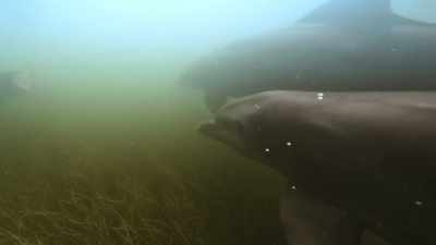 Driving the fish
towards the bank, - The Secret Lives of Animals