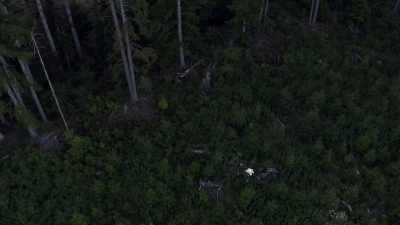 [drone buzzing] - Expedition Bigfoot