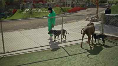 Drop the leash. Yup. - Cesar Millan: Better Human, Better Dog