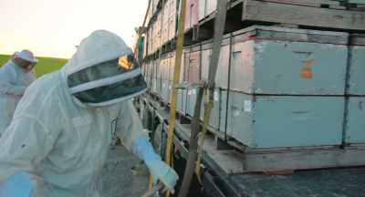 Drop these bees off
at the orchard - The Pollinators