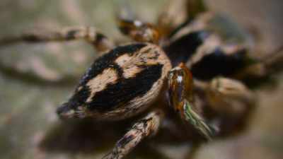 Drumming his abdomen
against the back of his head - The Secret Lives of Animals