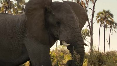 Dry grass is not enough to sustain an elephant. - Big Beasts