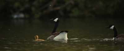 (DUCK QUACKS) - The Boys in the Boat