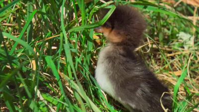 Ducklings are born with soft, flexible bones. - Tiny World