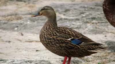 (DUCKS QUACKING) - Magic of Disney's Animal Kingdom