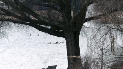(ducks squawking) - Homeland