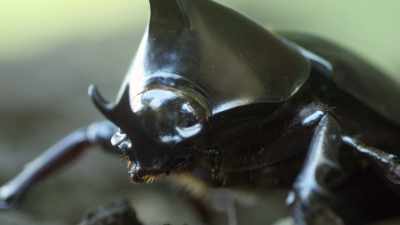 Dude, in Asia,
sometimes these guys are kept as pets. - Absurd Planet