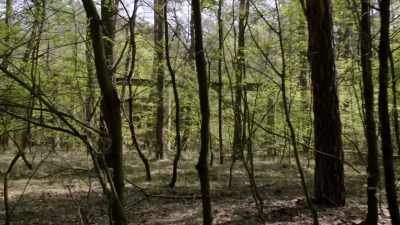 Due to the thick forest canopy - Secret Nazi Ruins
