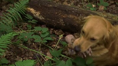 DULL THUD - Midsomer Murders
