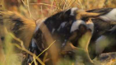 Duma tussles over a bone with Venus, - Wild Babies