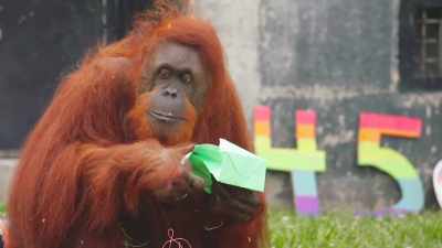 Dumplin's just such
a super special animal, - Secrets of the Zoo