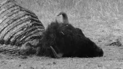 Duncan: This is
the Industrial Revolution - The American Buffalo