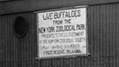 Duncan: This had to be
the most extraordinary - The American Buffalo
