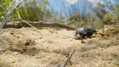 Dung beetles always bury
dung balls at the same depth. - The Green Planet