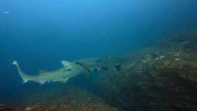 După 12 luni, se va naşte. - Baby Sharks