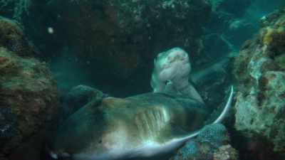După împerechere, cei doi se despart. - Baby Sharks