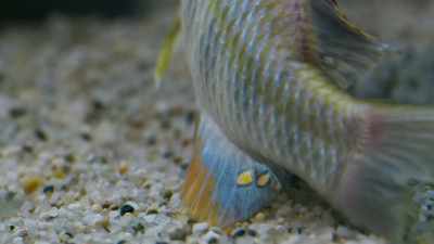 During spawning,
her mate flashes his yellow tail spots - Seven Worlds, One Planet