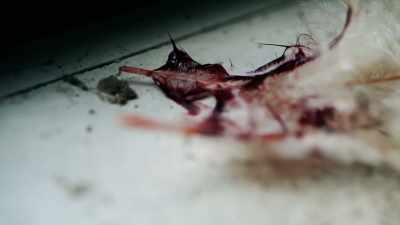 During his stay, he was
also found with two dead birds - 35 Serial Killers the World Wants to Forget