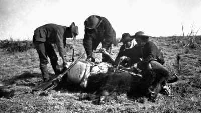 During the hide-hunting
on the southern Plains, - The American Buffalo