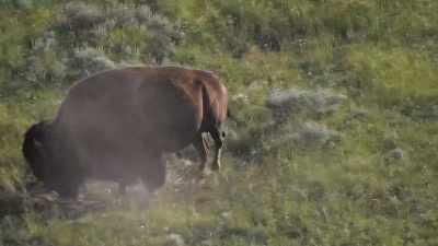 During the mating season, - Yellowstone: One-Fifty