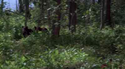 DURING THE NEXT FEW DAYS, - The Bears and I