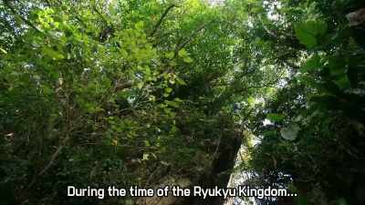 During the ryukyu dynasty, - Ultraman Geed the Movie: Connect! The Wishes!!