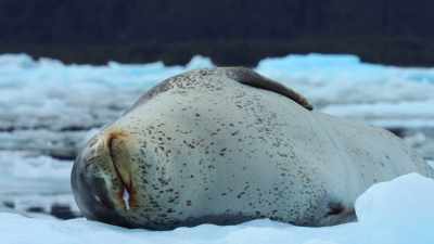 During the short breeding season, - Our Great National Parks