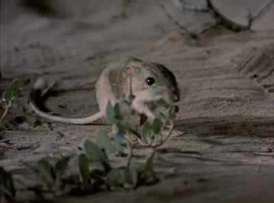 During these moonlight hours, - The Living Desert