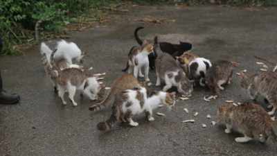 During winter,
they find shelter under those rocks. - Kedi