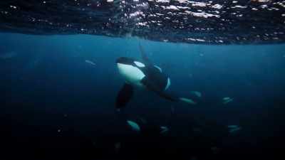 DWAYNE: ...so the orca
can just scoop them up. - Welcome to Earth