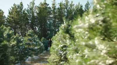 É a maior quantidade de árvores
que já vi em um lugar só. - 'Tis the Season to be Merry