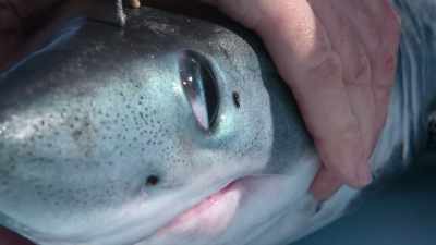 E incredibil să îi vezi - Baby Sharks
