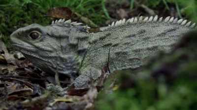 Each has a unique reptile survivor - - Modern Dinosaurs