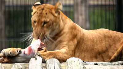 Each animal has
its own biologic requirement
for certain nutrients. - Pet Fooled