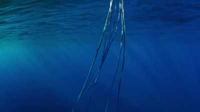 Each is armed with
many thousands of stinging cells. - Blue Planet II