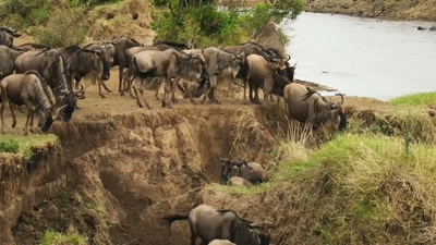 Each August, the great migration - A Year on Planet Earth