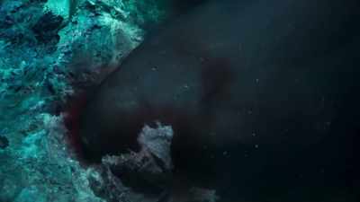 Each bite releases
blood into the current. - Blue Planet II