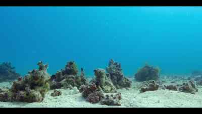 Each blenny adds their own dance moves, - Our Oceans