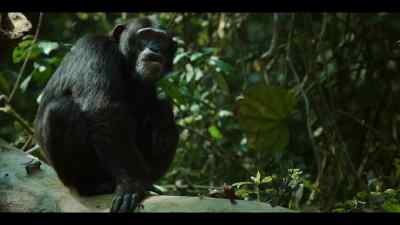 Each chimp needs to weigh it up. - Chimp Empire