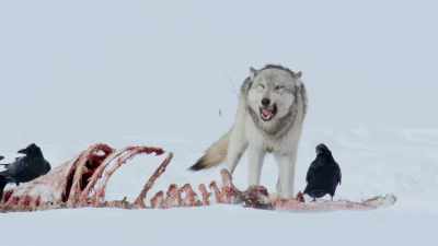 Each consuming more than
20 pounds of meat. - Epic Yellowstone