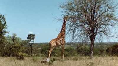 Each day I'd write down exactly
what I did that day, what I saw. - The Woman Who Loves Giraffes