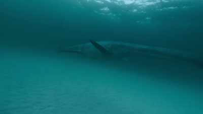 Each day, the elasmosaurs must venture
into deeper water. - Prehistoric Planet