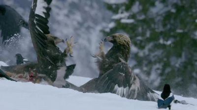 Each eagle is armed with two inch talons. - Hostile Planet