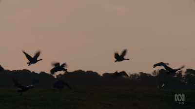 Each evening, - David Attenborough's Tasmania