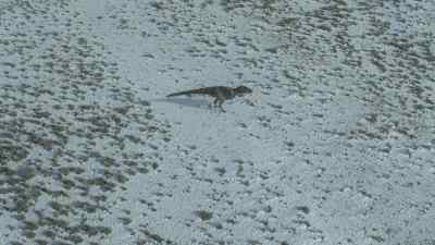 Each failed hunt
uses up more precious energy... - Prehistoric Planet